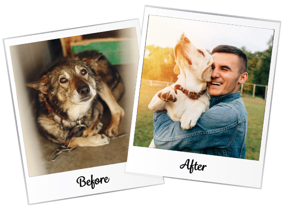 Before and After Dog Rescue
